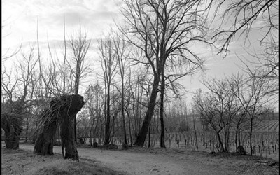 12_Looking for a new landscape