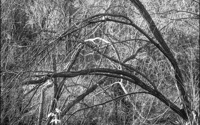 38_Looking for a new landscape